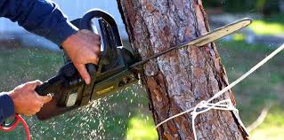 Granger, WA Tree Removal and Landscaping Services Company